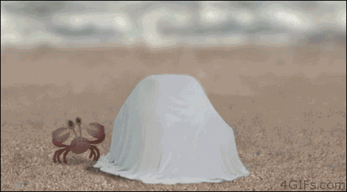 Dieren Strand vrienden Krab Gifs gustokolangitryito september 2012 