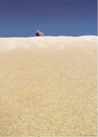 Dieren Krab Gifs zand rollen brb staaaahhhhpppp 