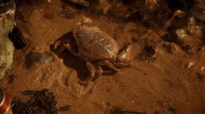 Dieren Koning Krab Gifs hagel 