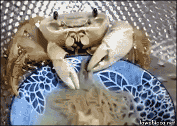 Dieren Krab Gifs sterven reus 