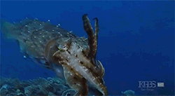 Krab GIF. Dieren Krab Gifs Telefoontje Band Dicht 