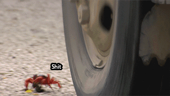 Dieren Krab Gifs 