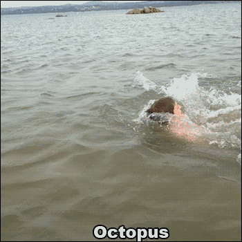 Dieren Dolfijn Zee Krab Gifs octopus 