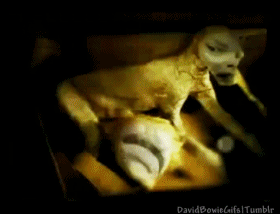 David Bowie GIF. Artiesten Gifs David bowie Tilda swinton 