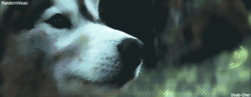 Artiesten Gifs David guetta 