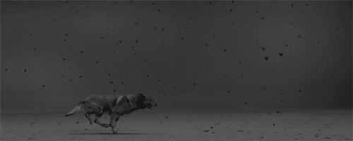 Artiesten Gifs David guetta she wolf msicas 