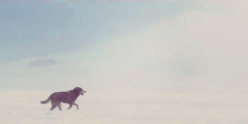 Artiesten Gifs David guetta 