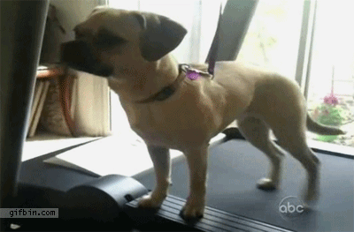 Dieren Yoga Gifs Hond doen 