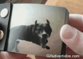 Honden GIF. Dieren Gifs Hond Mislukken Geslacht 