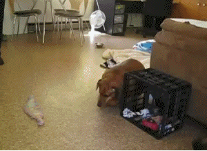 Honden GIF. Dieren Gifs Hond Overwinning Surfing 