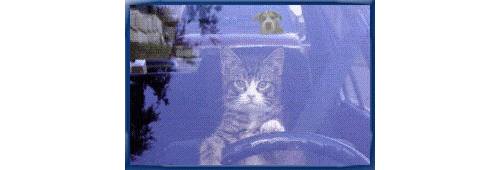 Dieren Gifs Hond trampoline 