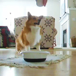 Honden GIF. Dieren Kat Gifs Hond Katje 