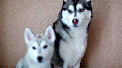 Dieren Kus Gifs Hond Mopshond 