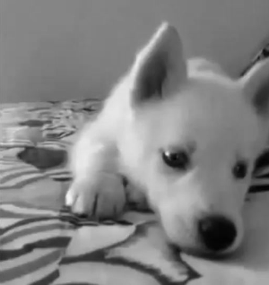 Dieren Gifs Hond 