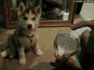Dieren Gifs Hond Mopshond glimlach 