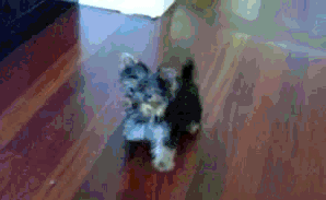 Honden GIF. Dieren Jongen Gifs Hond 