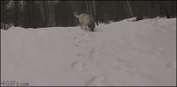 Dieren Sneeuw Gifs Hond staart kwispelen 