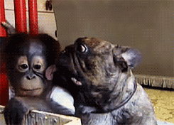 Honden GIF. Dieren Gifs Hond Zoute+krakeling 