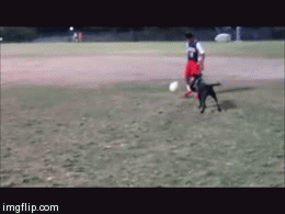 Honden GIF. Dieren Gifs Hond Vreemd 