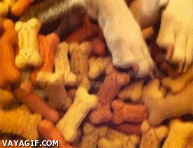 Honden GIF. Dieren Gifs Hond Gelukkig Hemel 
