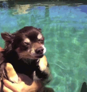 Dieren Emoties gebit Gifs Hond wtf boosheid 