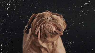 Dieren Sneeuw Gifs Hond staart kwispelen 