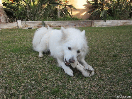 Dieren Gifs Hond dans 