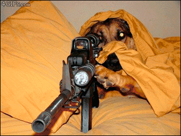 Dieren Gifs Hond kind tand trekt 