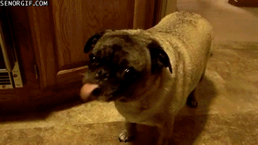 Dieren Yoga Gifs Hond doen 