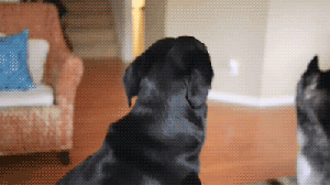 Honden GIF. Dieren Grappig Gifs Hond Mopshond 