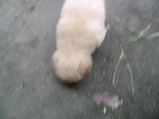 Dieren Jongen Gifs Hond 