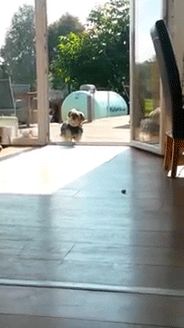 Dieren Gifs Hond ontvangst 