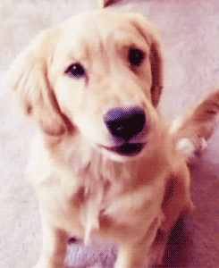 Dieren Gifs Hond wat geschokt 