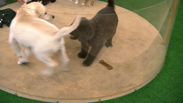 Dieren Puppy Gifs Hond 