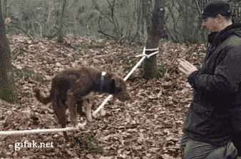 Dieren Tijger Gifs Hond 