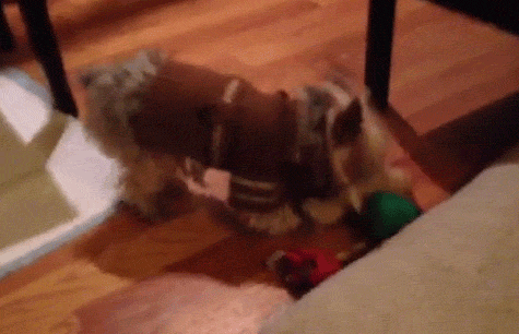 Dieren Schattig Puppy Gifs Hond 