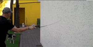 Honden GIF. Dieren Puppy Lopen Gifs Hond 