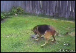Honden GIF. Dieren Kat Gifs Hond Mislukken 