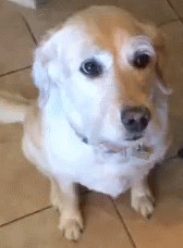Honden GIF. Dieren Sneeuw Gifs Hond Staart Kwispelen 