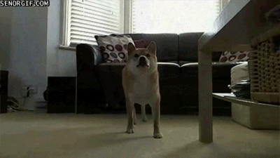 Dieren Spelen Sneeuw Tijd Gifs Hond vriend 