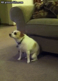 Dieren Gifs Hond 