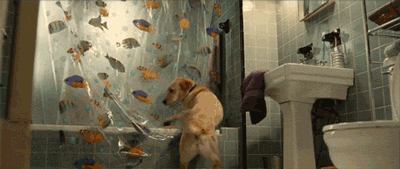Dieren Sneeuw Gifs Hond staart kwispelen 