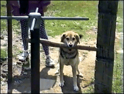 Honden GIF. Dieren Jongen Gifs Hond 