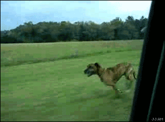 Dieren Gifs Hond dans 