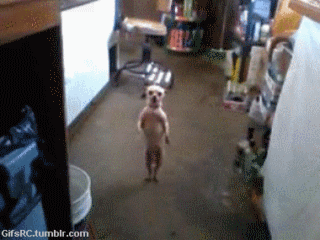 Dieren Gifs Hond oud 