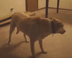 Honden GIF. Dieren Gifs Hond Trucs 