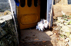 Honden GIF. Dieren Gifs Hond Skateboard 