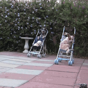 Honden GIF. Dieren Baby Gifs Hond Wandelaar 