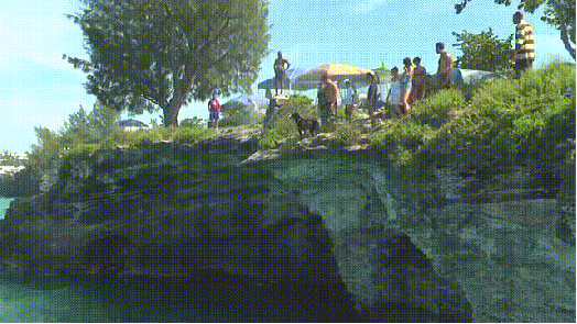 Dieren Gifs Hond reactie likken het+eten hilarisch 