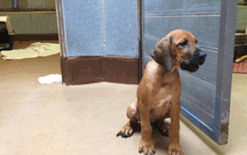 Honden GIF. Dieren Gifs Hond Koel Drama 